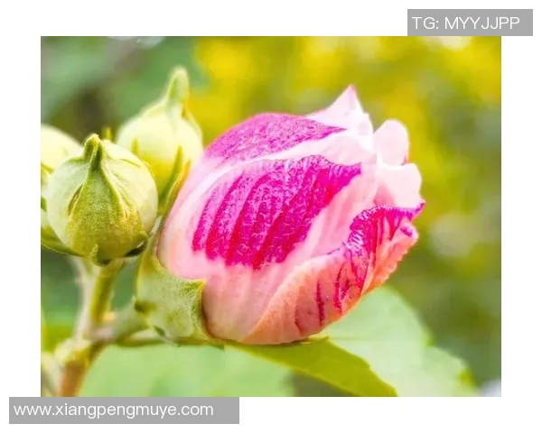 足球明星摆件卡卡的魅力与收藏价值解析让你领略足球艺术的独特风采 足球明星摆件卡卡的魅力与收藏价值解析让你领略足球艺术的独特风采